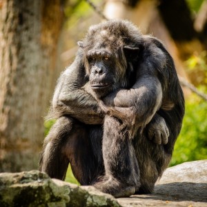 chimpanzee-sitting-sad-mammal-portrait-primate